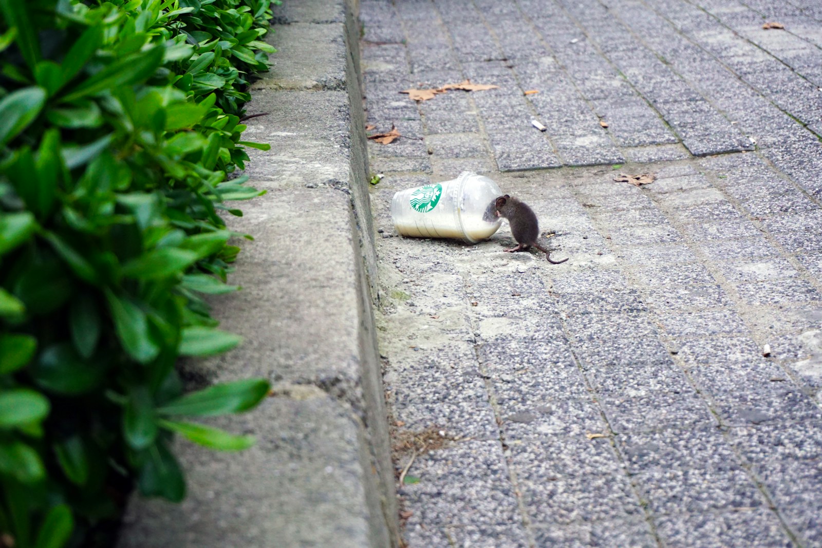 rat beside Starbucks plastic up