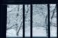 white and black tree covered with snow