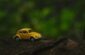 yellow coupe scale model on brown wooden surface