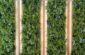 Four vertical panels of lush green plants.